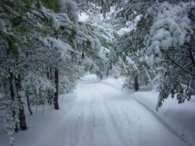 Winter snow forest photo