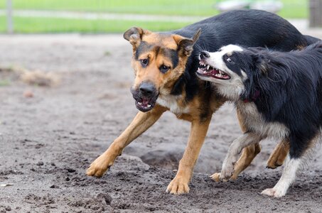 Raging dogs playful great photo