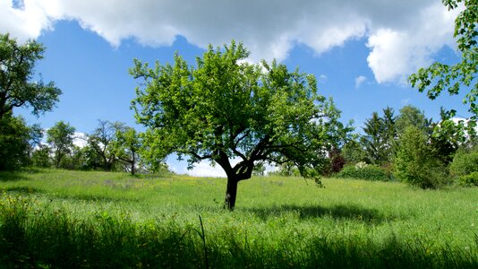 Meadow relaxation green
