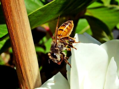 Garden nature insect photo