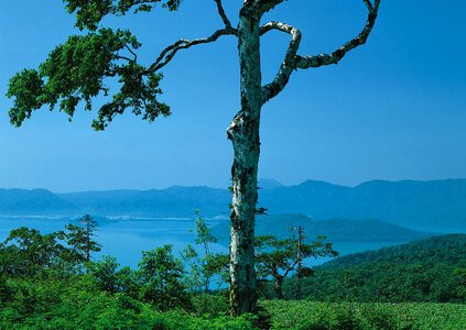 Summer landscape in mountains and tree photo