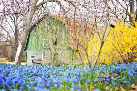 Forsythia country rustic