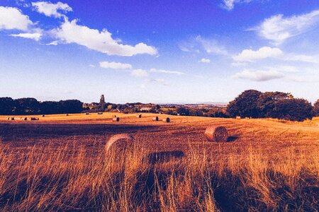 Field herbage pasture