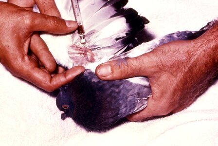 Blood breast dove
