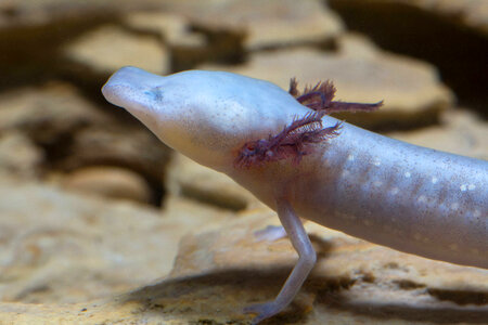 Texas Blind Salamander-2 photo