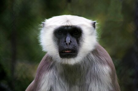 Exotic primate mammal