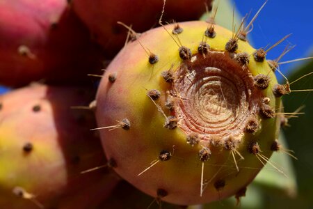 Cactus desert flora photo