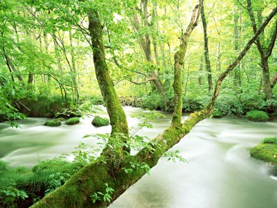 Run of mountain stream water under tree photo