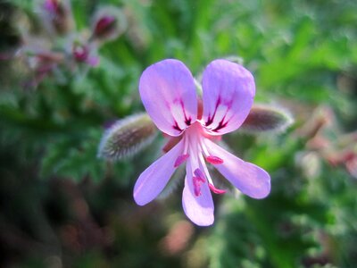 Plant natural blossom
