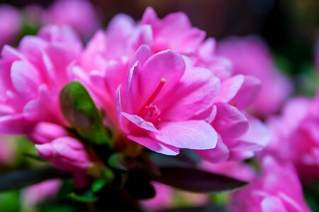 Pink plant flora