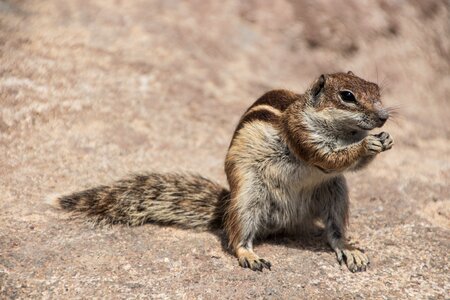 Rodent canary islands cute