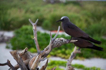 Beautiful Photo bird brown