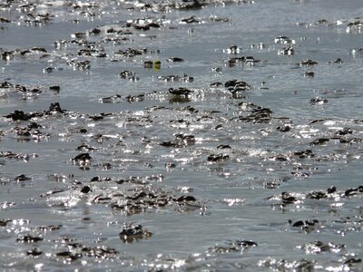 Schlick sand water