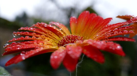 Bloom drip raindrop