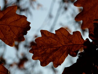 Sessile oak quercus petraea winter oak photo