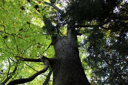 Tree autumn strains