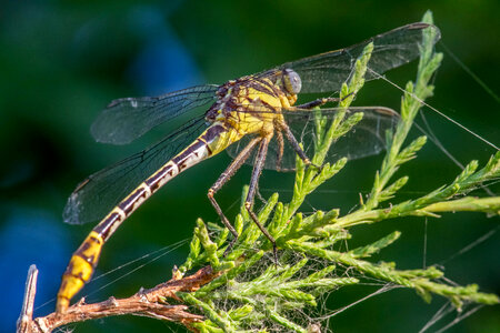 Flag-tailed Spinyleg photo