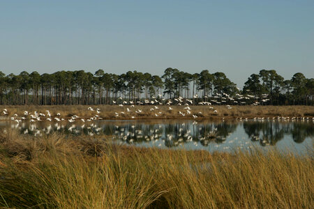 Wetland with birds
