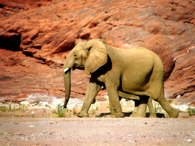 Pair of elephants walking along a rocky canyon in Namibia photo