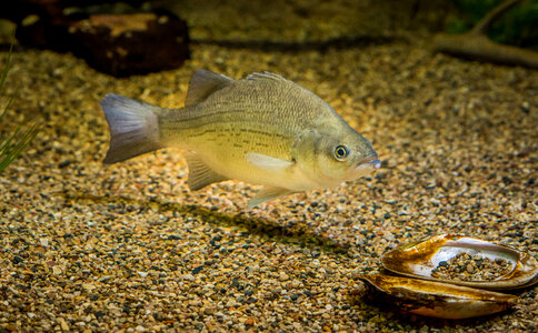 White bass-2