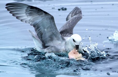 Bird seabird wild photo