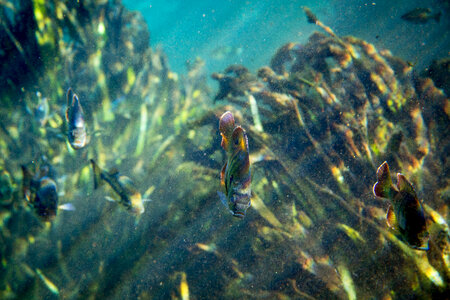 Bluegill and bass school in wait for food in a Florida spring photo