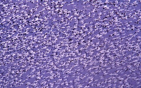 Flight flock geese