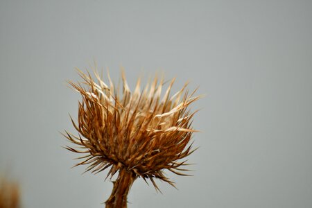Nature plant sharp