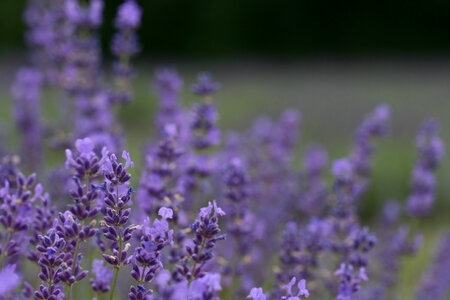 Flower Field Lavender photo
