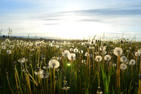 Nature spring meadow photo