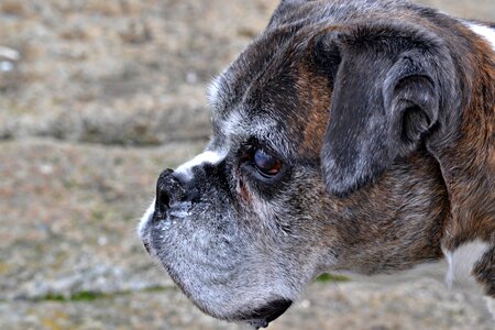 Animal breed close-up
