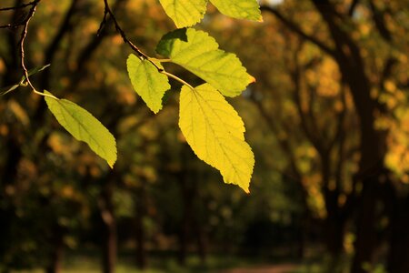 Green branch plant