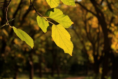 Green branch plant photo