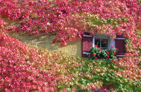 Autumn window hauswand photo