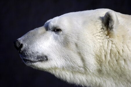 Animal predator head
