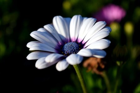 Beautiful Flowers blooming blossom photo