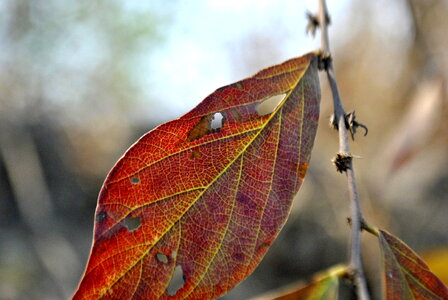 Holes Leaf Insects