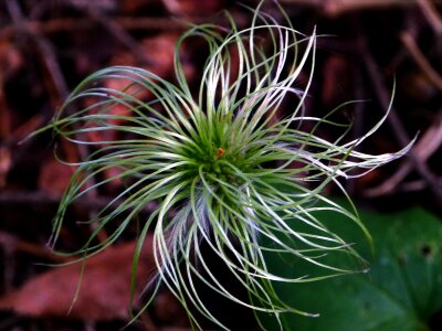 Clematis tangutica seed head seed pod photo