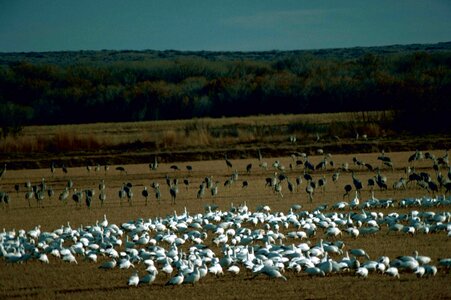 Geese snow 