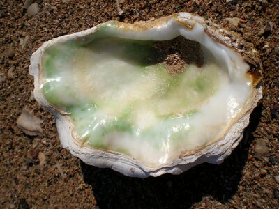 Seashell oyster oyster shell photo