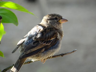 Wing close up sweet