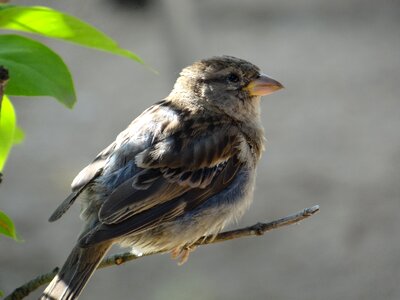 Wing close up sweet photo