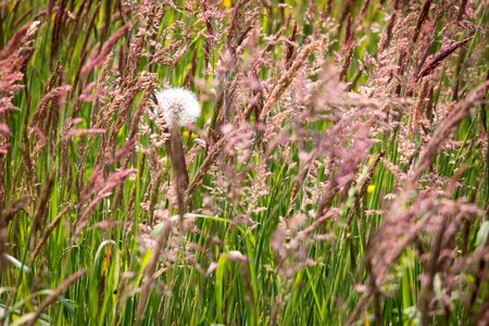 Wild grass wild meadow photo