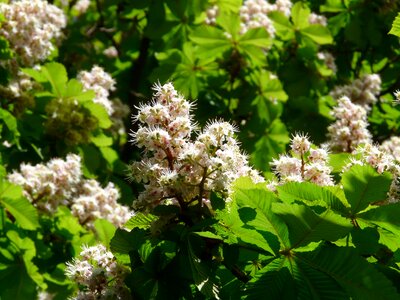 Inflorescence tree leaves