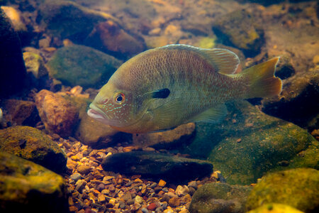 Redbreast sunfish-1 photo