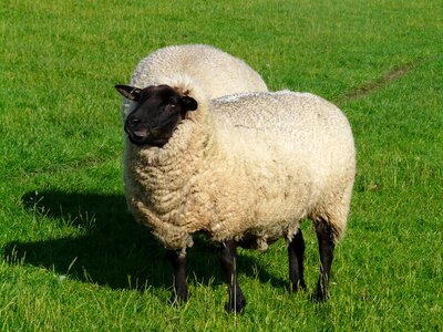 Chew wool rhön sheep photo