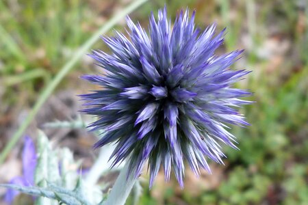 Wild flower nature summer