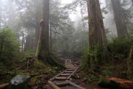 Conifer fog forest photo