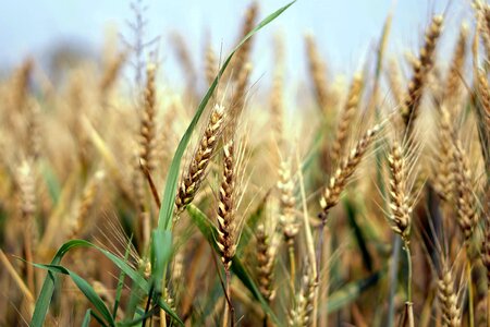 Agricultural agriculture barley photo