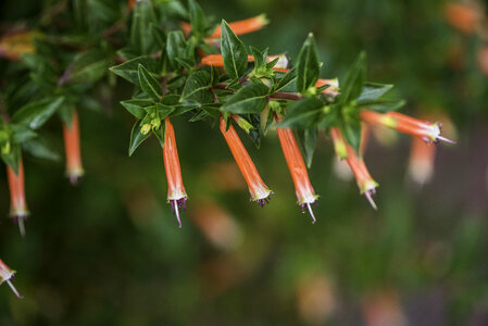 Long red tube flowers macro